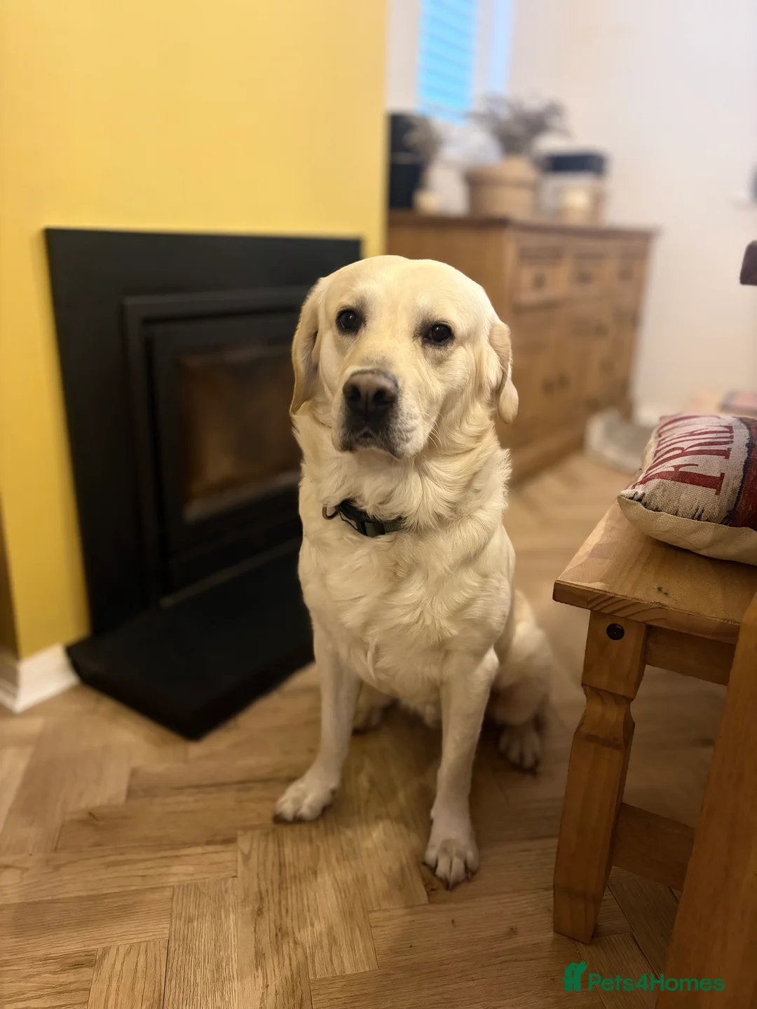 Mixed Breed dogs for stud: Labrador/Golden retriever for stud - Advert 1