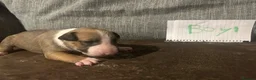 English Bull Terrier dogs for sale: English bullterrier puppies  - Advert 7