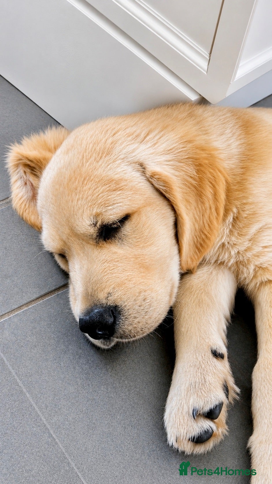 Golden Retriever dogs Exceptional Golden Retriever Puppies 🐾 - Advert 1