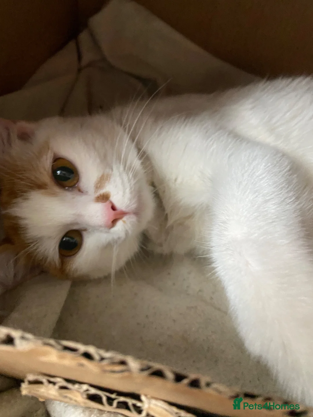 Mixed Breed cats for sale: Clem for sale - Advert 4