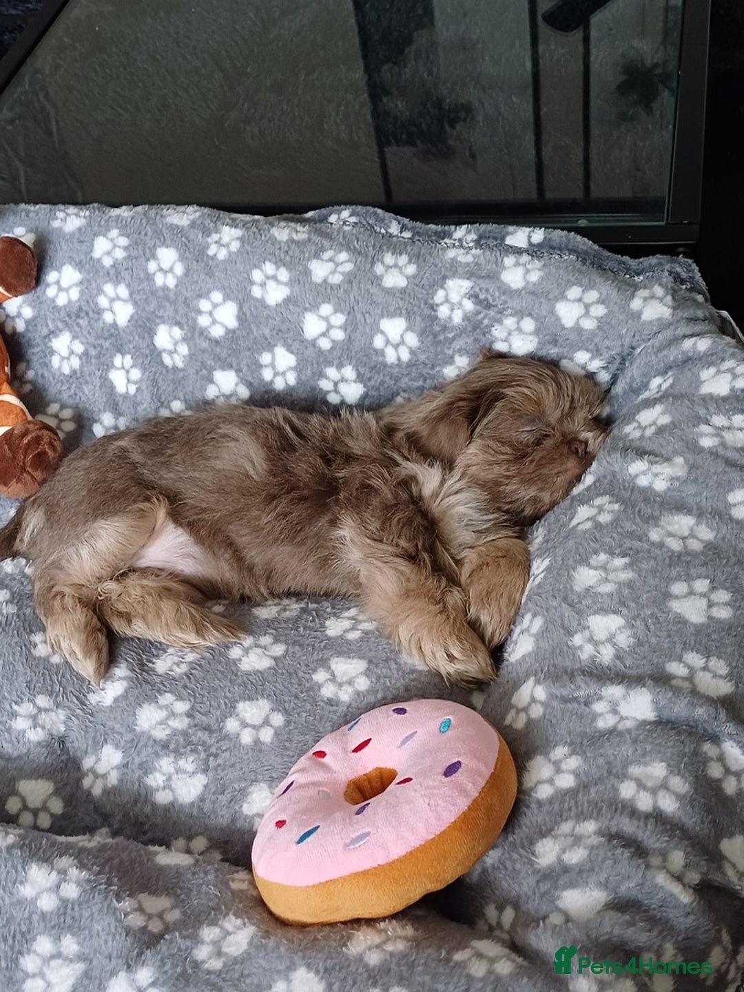 Shih Tzu dogs for stud: Stunning Lavender Dobie Shih Tzu in Motherwell - Image 17