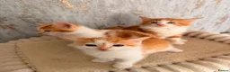 Mixed Breed cats for sale: Domestic shorthair and long hair kittens males  - Advert 8