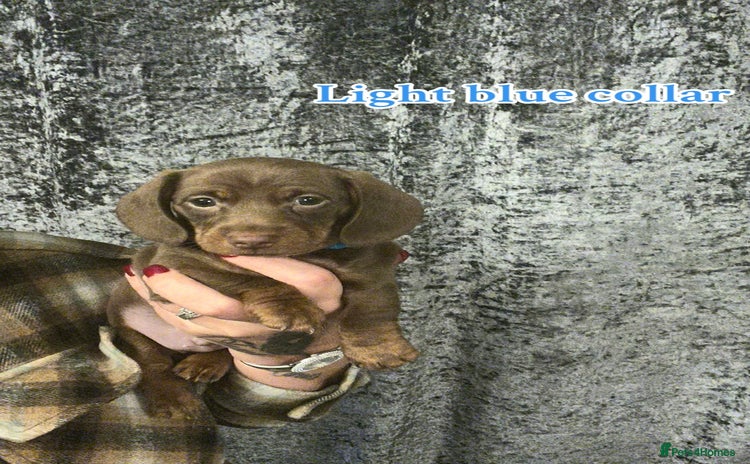 Dachshund dogs - Advert 10