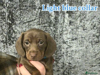 Dachshund dogs - Advert 2