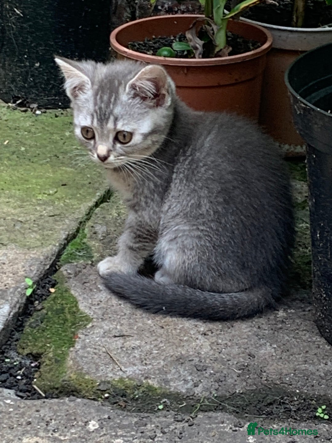 British Shorthair cats for sale: British shorthair kittens  - Image 5