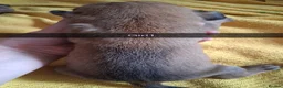 Mixed Breed dogs for sale: Cane corsa cross in Bradford - Advert 4