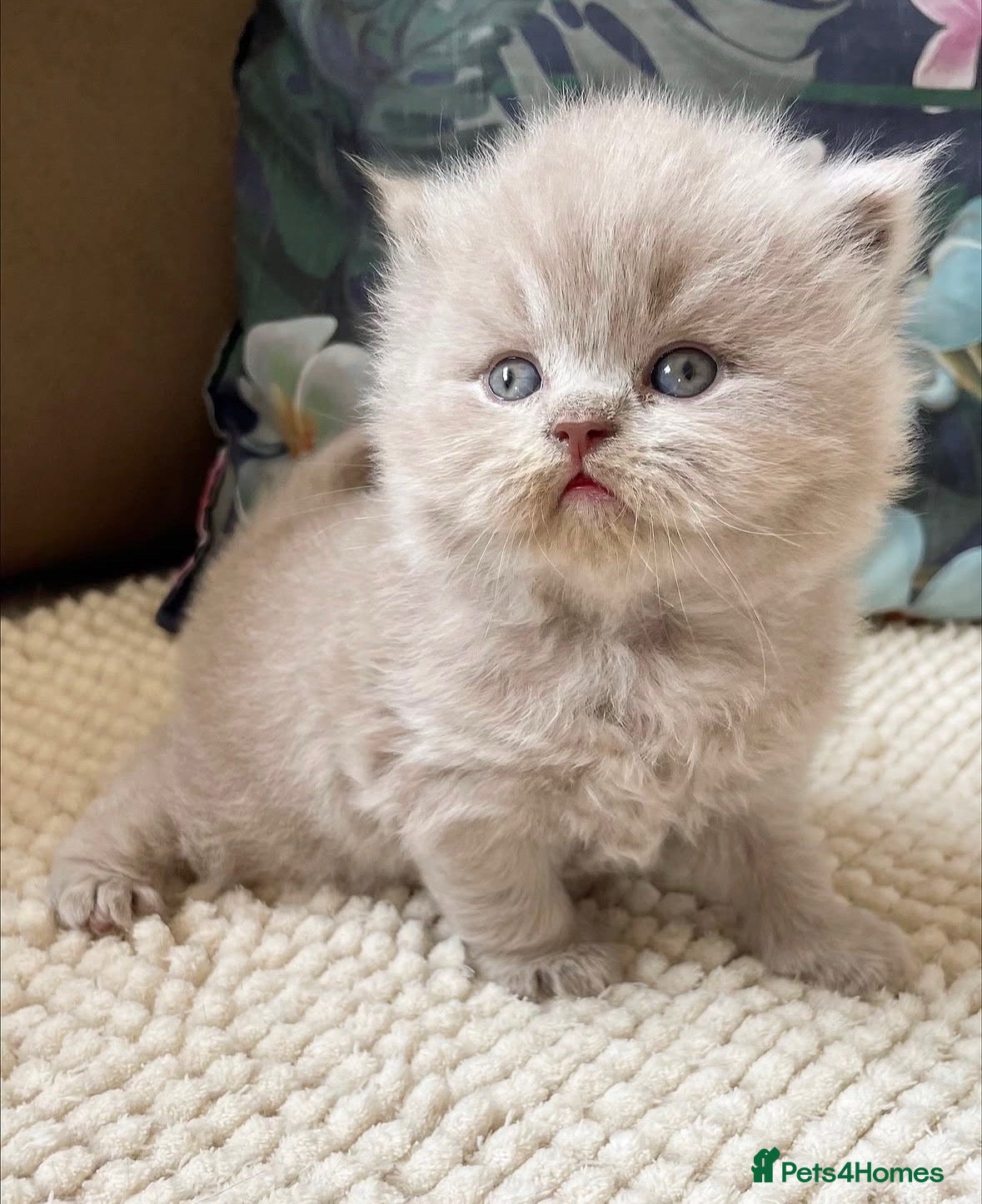 British Longhair cats Stunning lilac longhair British shorthair kittens. - Advert 1