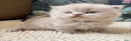 British Longhair cats for sale: Stunning lilac longhair British shorthair kittens. - Advert 1