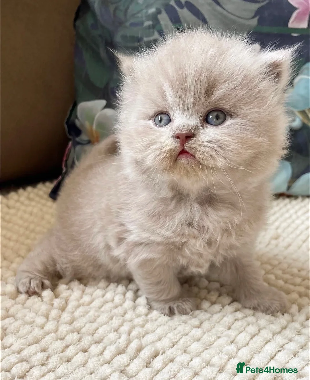 British Longhair cats for sale: Stunning lilac longhair British shorthair kittens. - Advert 1