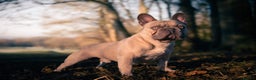 French Bulldog dogs for stud: Quality Lilac Fawn Quad Proven Stud(NW/UK) in Chesterfield - Advert 13