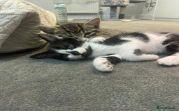 Domestic Shorthair cats for sale: Kittens - Image 3