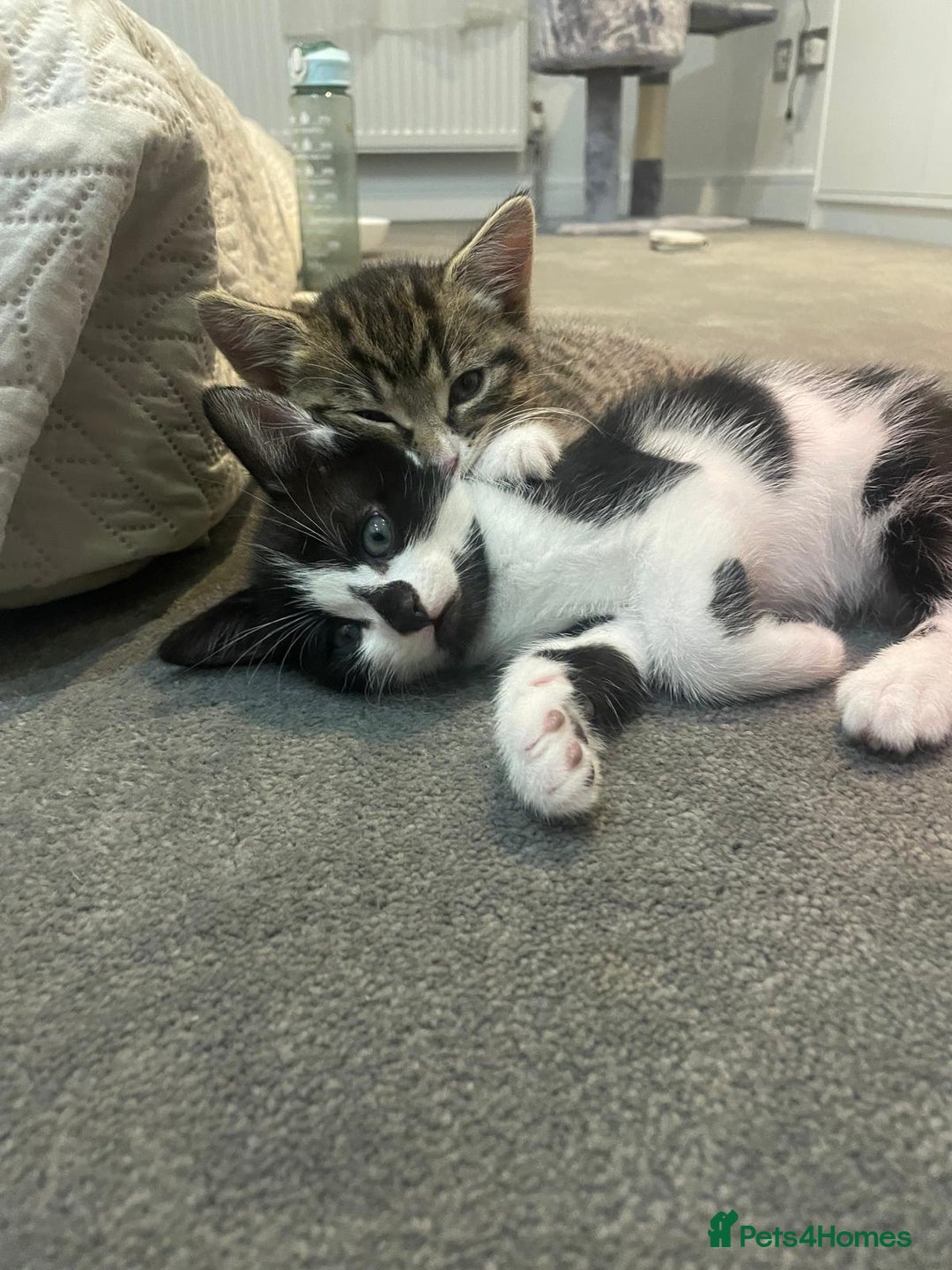 Domestic Shorthair cats for sale: Kittens - Image 3