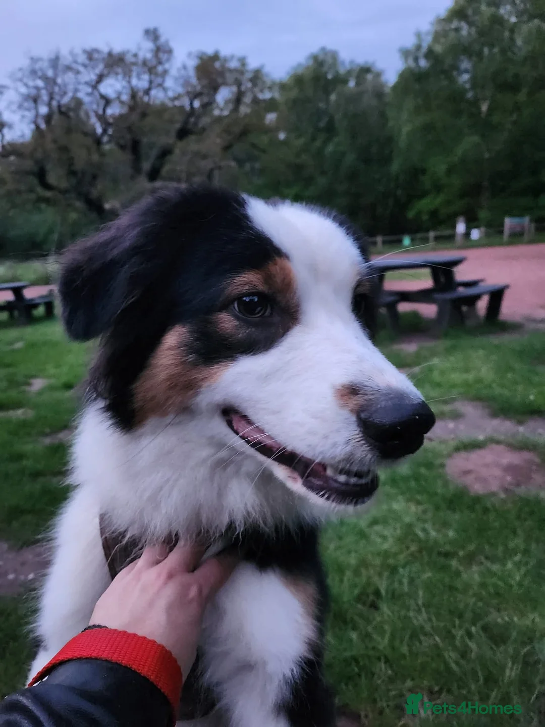 Australian Shepherd dogs for sale: Daisy's  - Advert 2