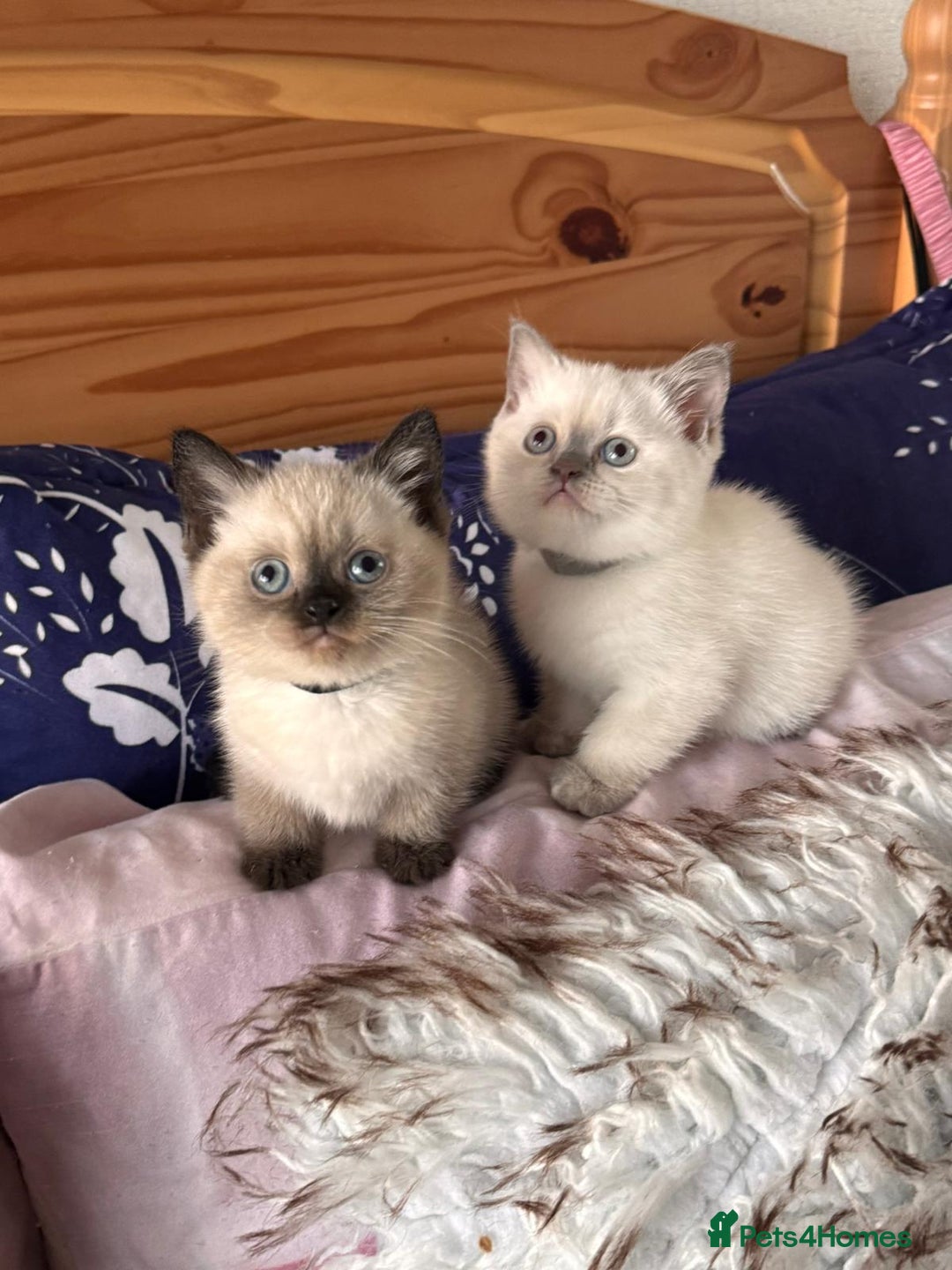 British Shorthair cats for sale: All have an new home  ❤️‍🔥💝  - Image 5