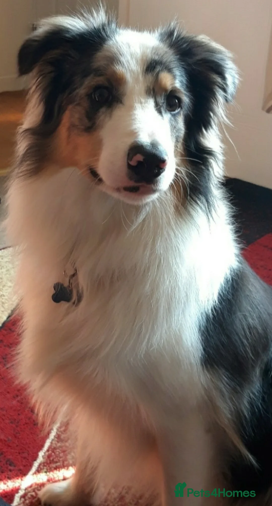 Border Collie dogs for stud: Stud Only, Pedigree Blue Merle Border Collie  - Advert 2