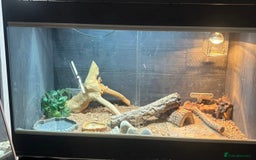 Bearded Dragon reptiles for sale: Bearded Dragon with full Vivarium set up  - Image 3