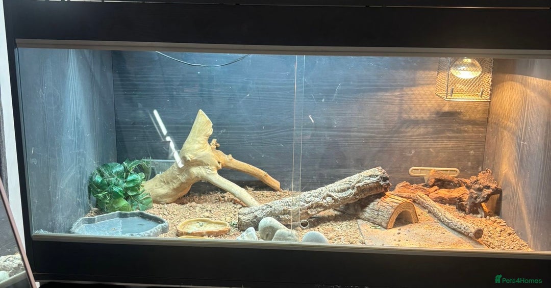 Bearded Dragon reptiles for sale: Bearded Dragon with full Vivarium set up  - Image 3