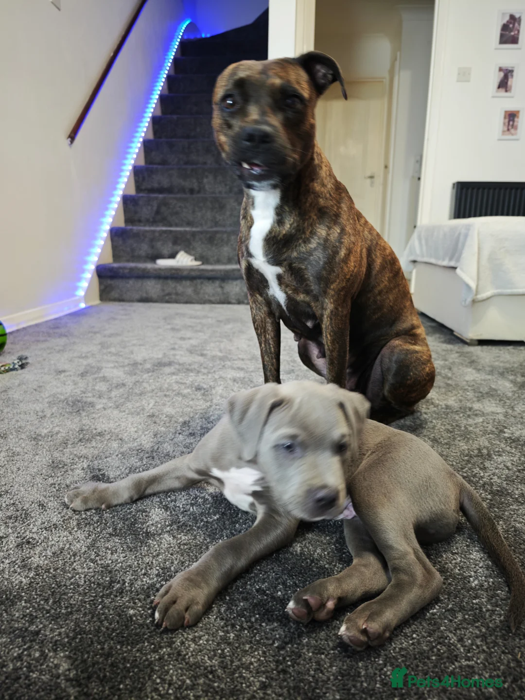Mixed Breed dogs for sale: Mixed breed puppy Leo - Advert 1