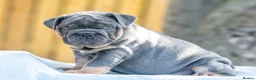 English Bulldog dogs for sale: Ready to leave ENGLISH BULLDOG PUPPIES  in Castleford - Advert 6