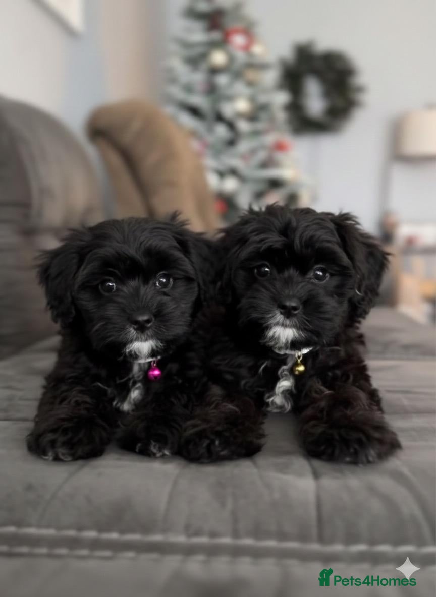 Cockapoo dogs Cockapoo puppies for sale  - Advert 3