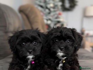 Cockapoo dogs Cockapoo puppies for sale - Advert 3