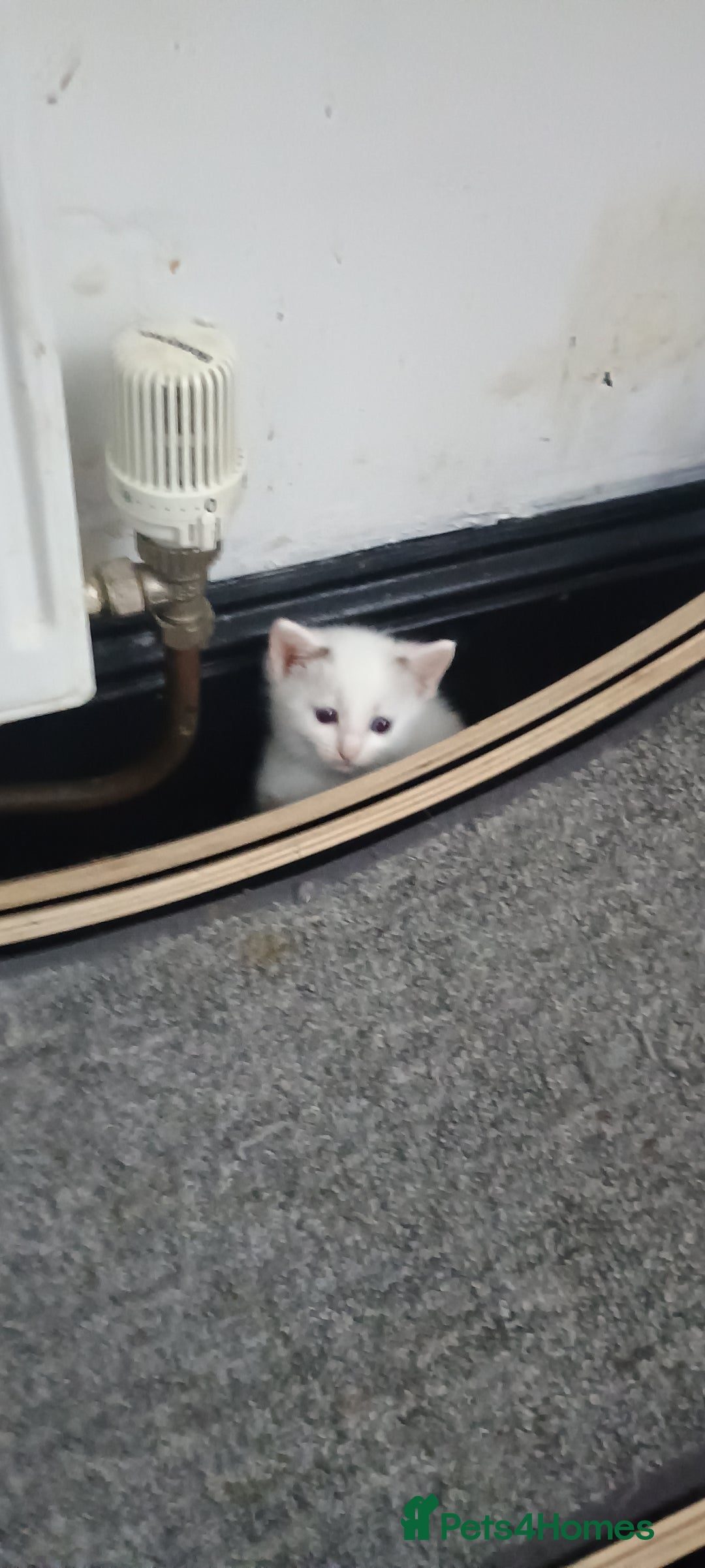 Ragdoll cats for sale: 3 quarters RAGDOLL KITTENS FOR SALE £150 - Image 12