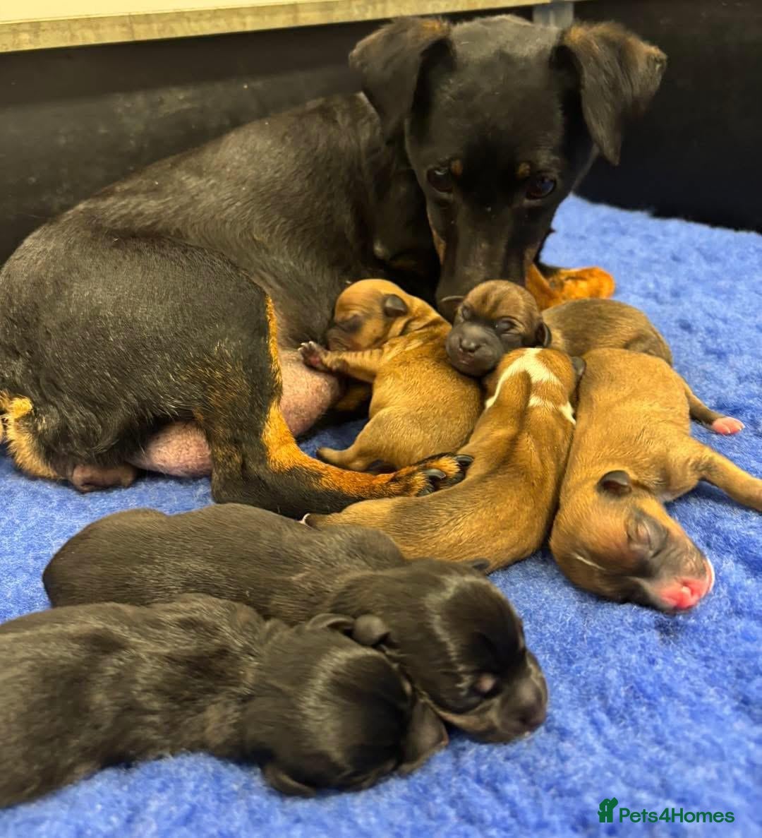 Jack Russell dogs for sale: Miniature jack Russell puppies - Advert 10