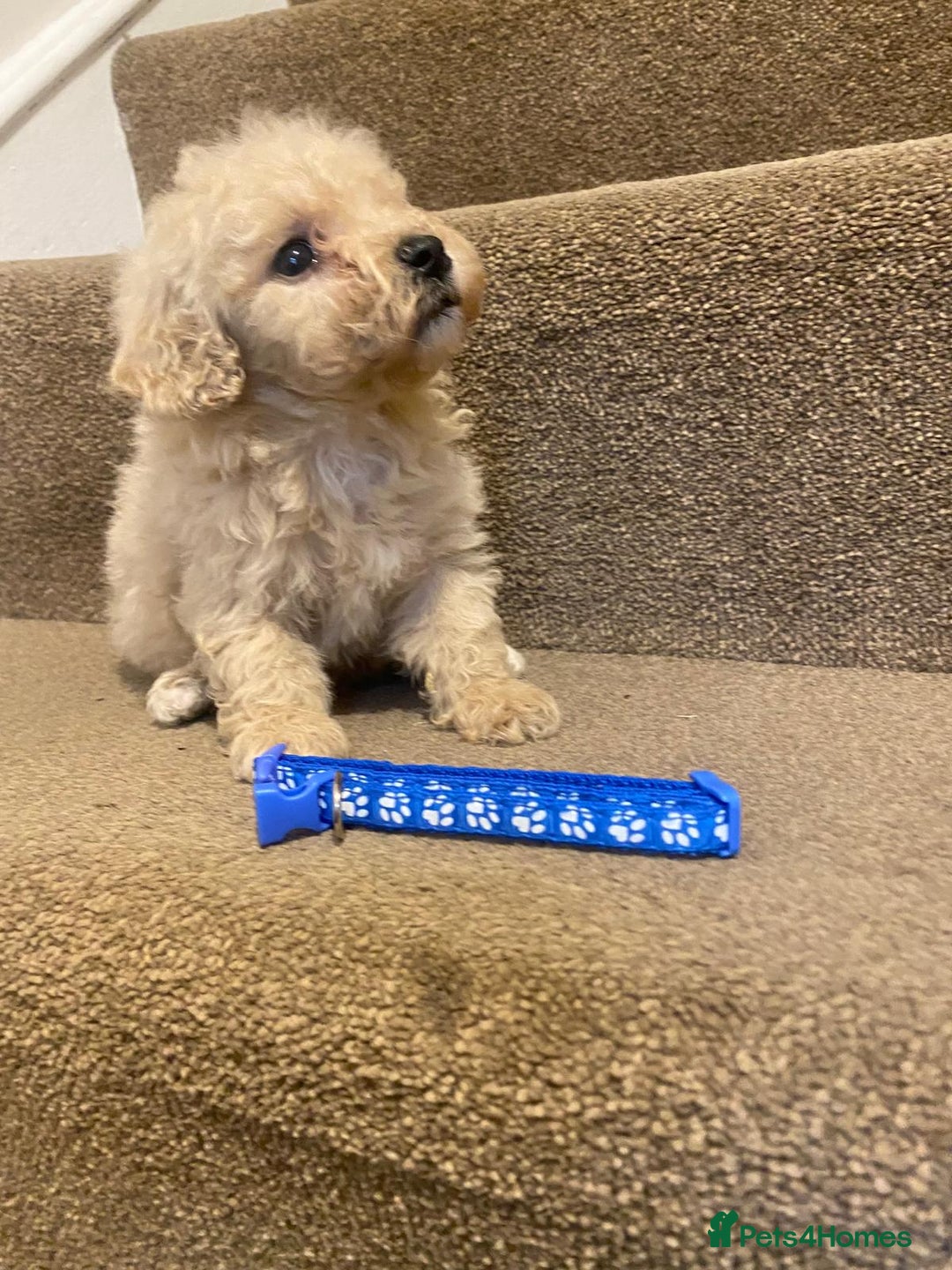 Cavapoo dogs for sale: F2 cavapoo puppys - Advert 7