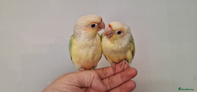 Conures birds - Advert 1