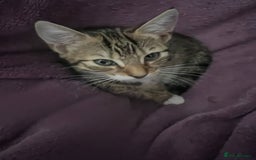 Mixed Breed cats for adoption: 3 x rescue tabby kittens looking for homes - Image 4