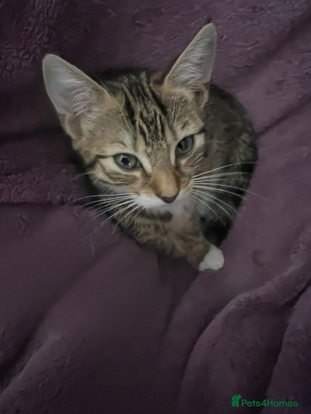 Mixed Breed cats for adoption: 3 x rescue tabby kittens looking for homes - Image 4