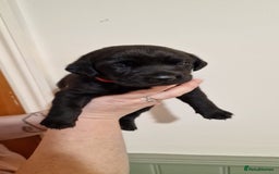 Labrador Retriever dogs for sale: KC Registered Black Lab (1 Girl, 1 boy remaining) - Image 30