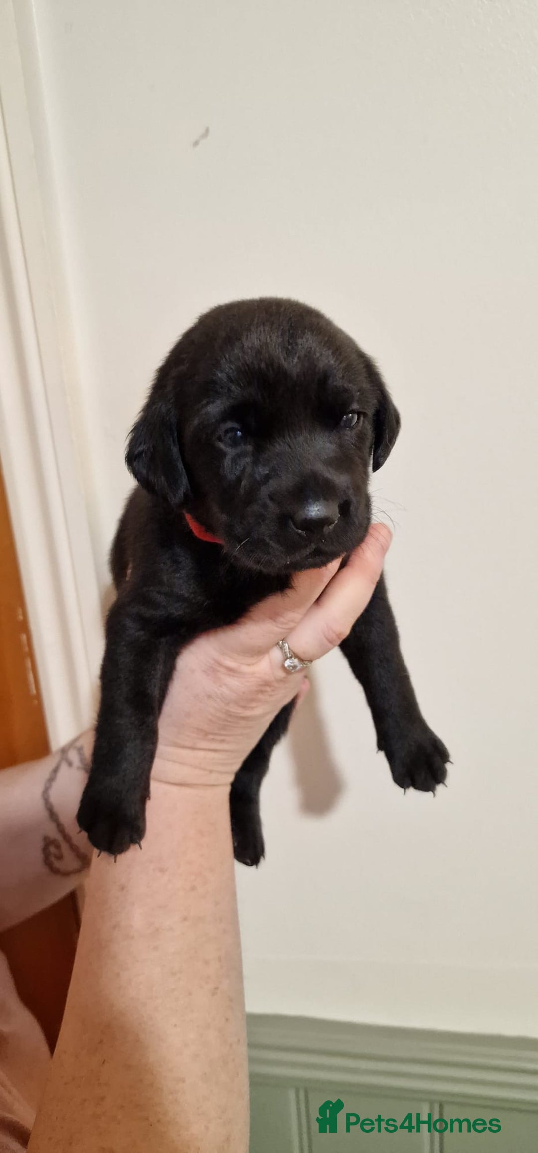 Labrador Retriever dogs for sale: KC Registered Black Lab (1 Girl, 1 boy remaining) - Image 30