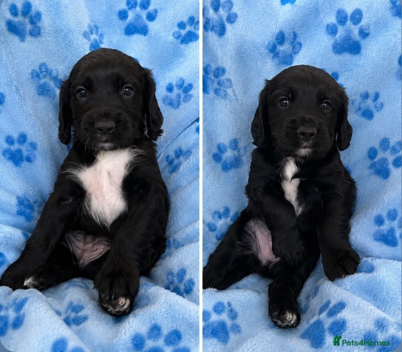 Sprocker dogs 3 beautiful Sprocker pups - Advert 1