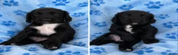 Sprocker dogs for sale: 3 beautiful Sprocker pups - Advert 4