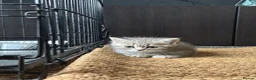Mixed Breed cats for sale: 🐾 Beautiful British Shorthair Cross Kittens 🐾 - Advert 13