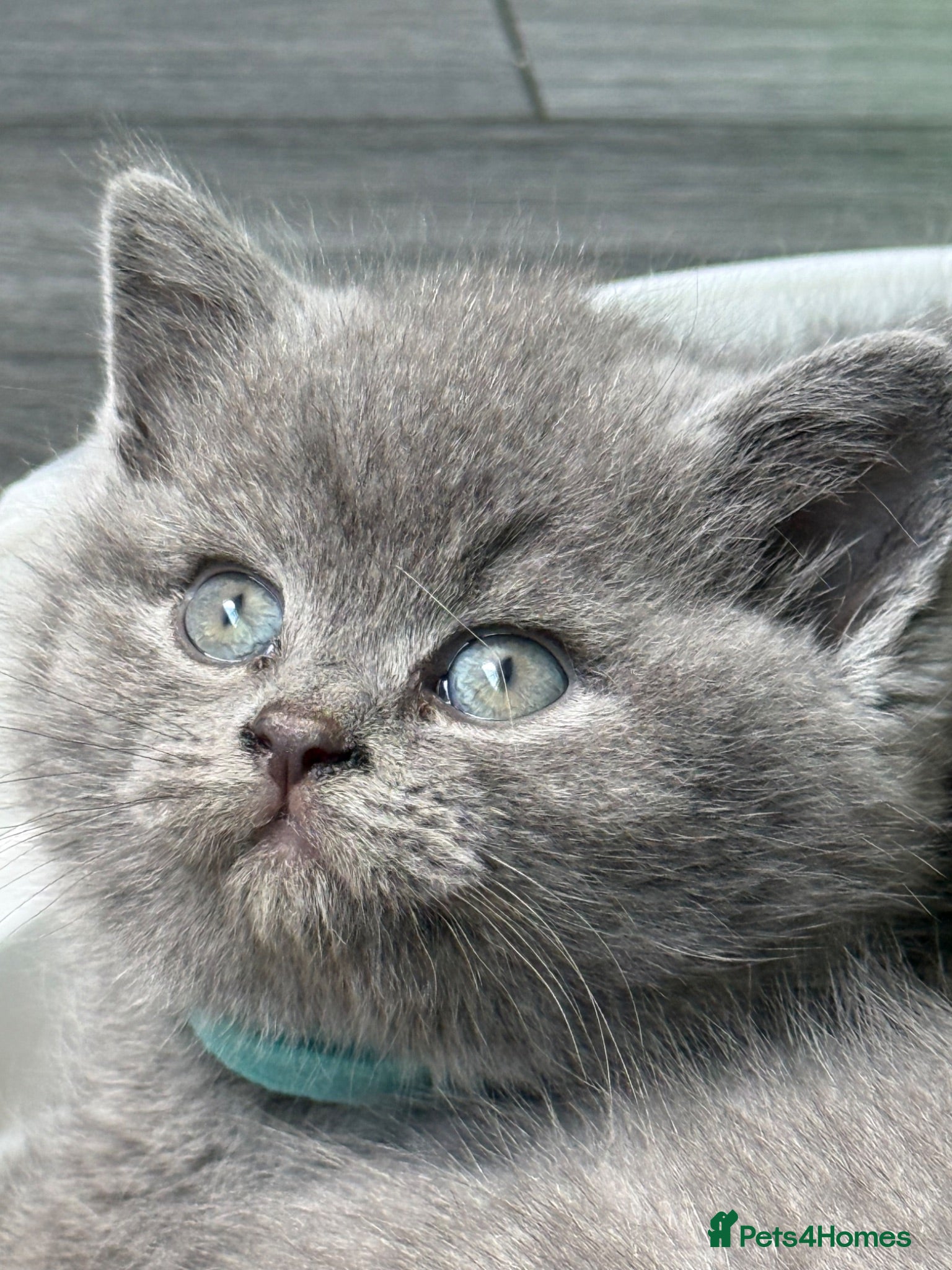 British Shorthair cats Exceptional BSH kittens  - Advert 2