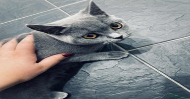 British Shorthair cats - Advert 6