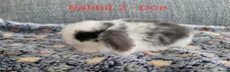 Mini Lop rabbits for sale: Mini lop bunnies for sale - Advert 3