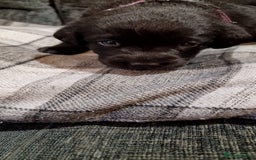 Labrador Retriever dogs for sale: KC Registered Black Lab (1 Girl, 1 boy remaining) - Image 20