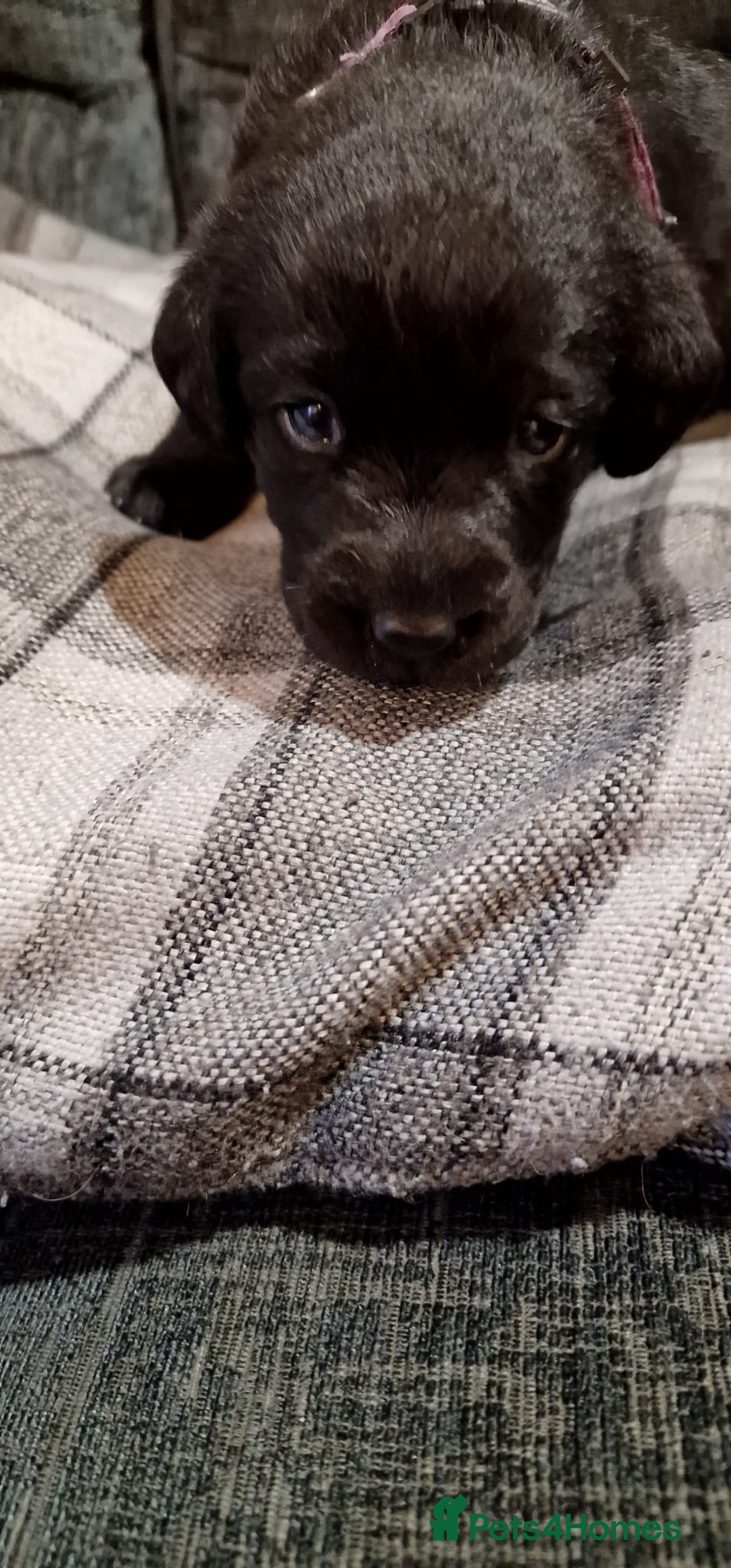 Labrador Retriever dogs for sale: KC Registered Black Lab (1 Girl, 1 boy remaining) - Image 20