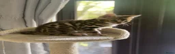 Bengal cats for sale: Pure Bengal Kittens - Advert 2