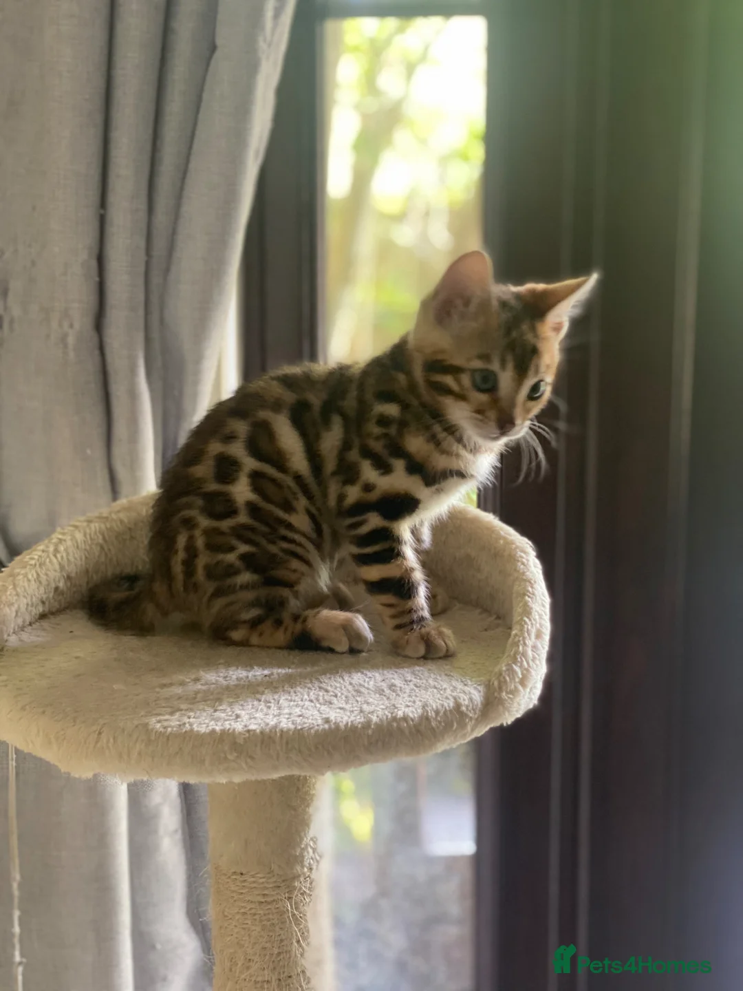 Bengal cats for sale: Pure Bengal Kittens - Advert 2
