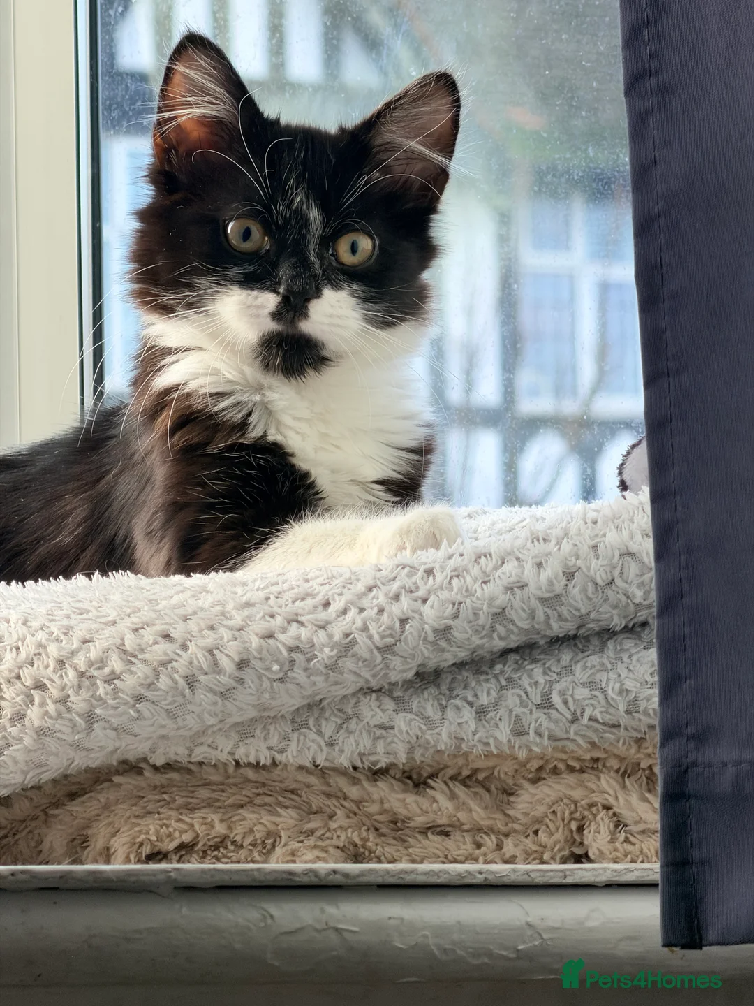 Domestic Shorthair cats for sale: Need to rehome this little boy  - Advert 6