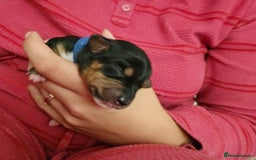 Mixed Breed dogs for sale: Chiweenie Puppies  - Image 6