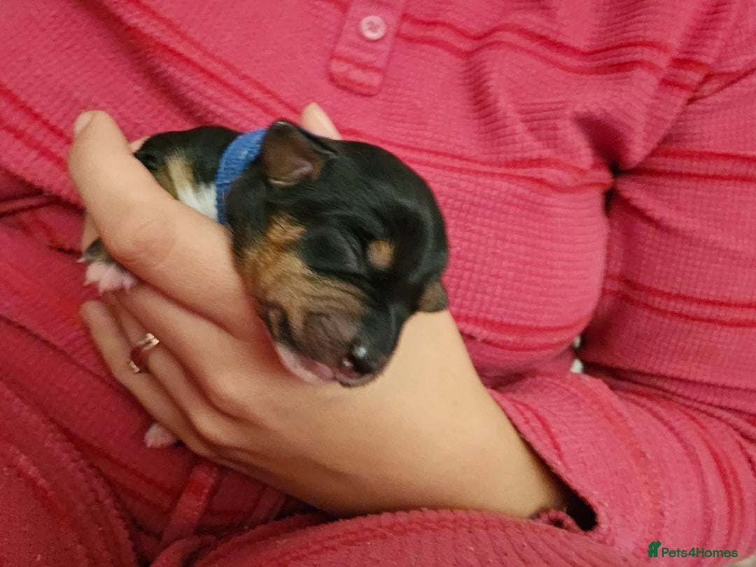 Mixed Breed dogs for sale: Chiweenie Puppies  - Image 6