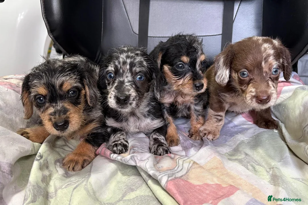 Doxiepoo dogs for sale:  *4LEFT* DOXIEPOOS BOTH PARENTS HEALTH TESTED  - Advert 1