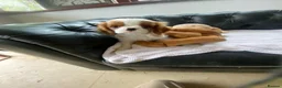 Cavalier King Charles Spaniel dogs for sale: Extra Special Puppies  - Advert 1