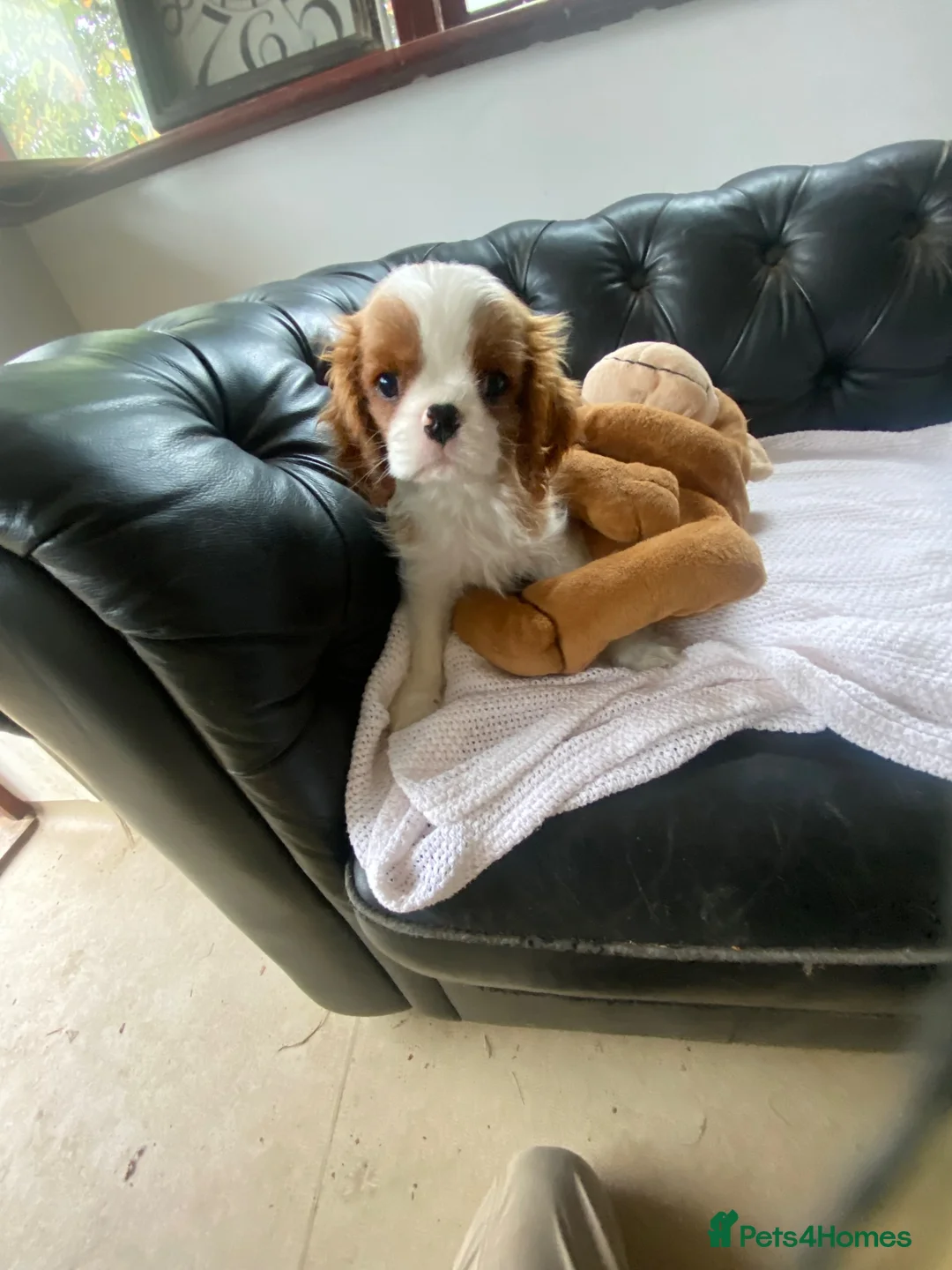 Cavalier King Charles Spaniel dogs for sale: Extra Special Puppies  - Advert 1