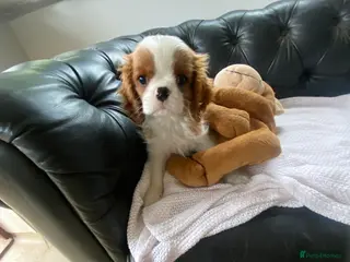 Cavalier King Charles Spaniel dogs Extra Special Puppies - Advert 3